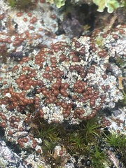 Bryoplaca sinapisperma