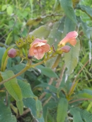 Rhytidophyllum bicolor