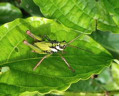 Cibotopteryx variegata