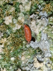 Androniscus dentiger