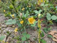 Angiospermae