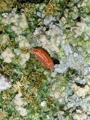 Androniscus dentiger