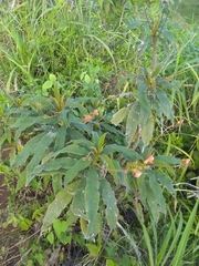 Rhytidophyllum bicolor