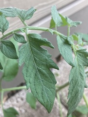 Solanum lycopersicum