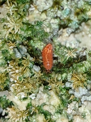 Androniscus dentiger