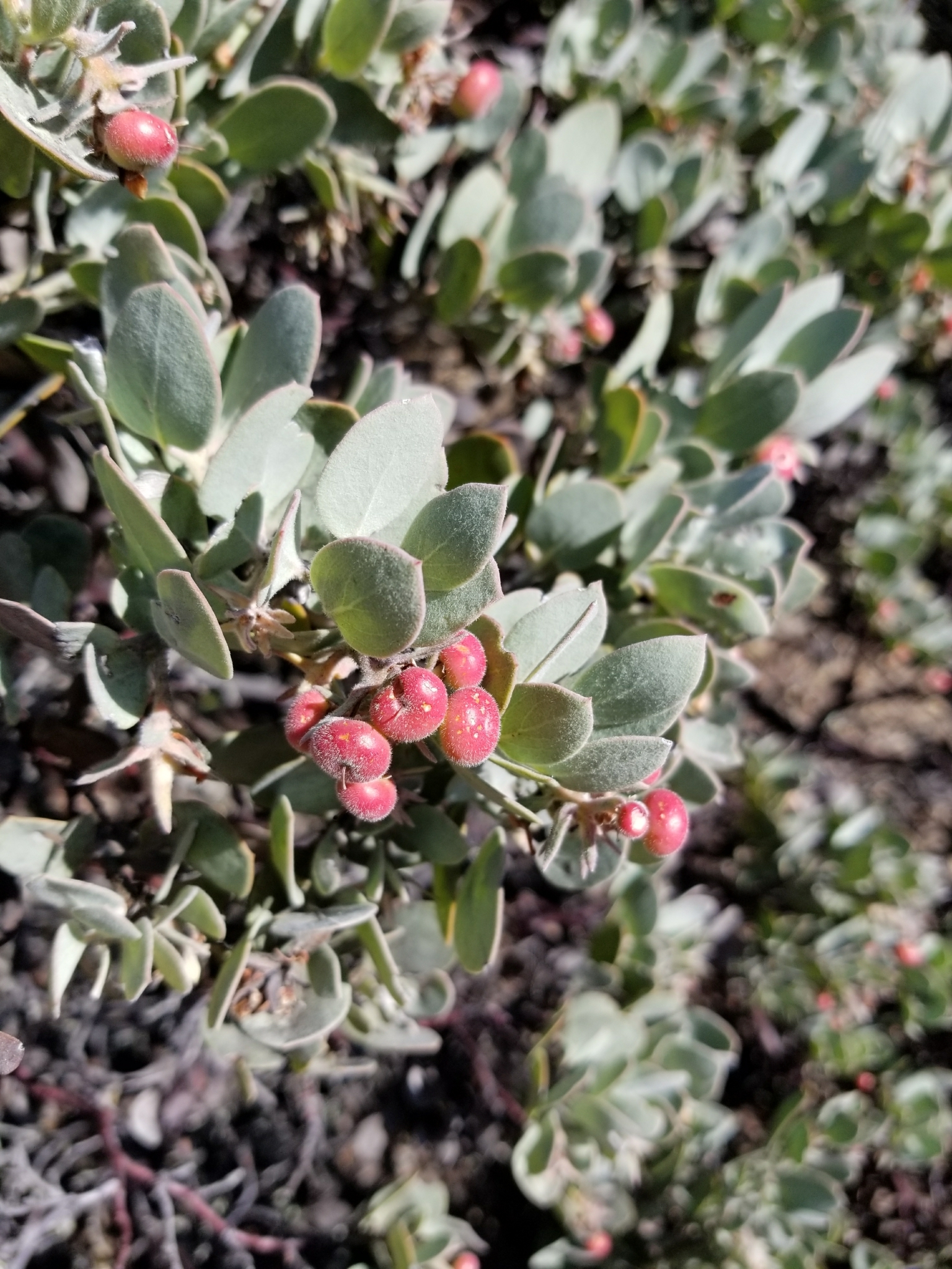 Arctostaphylos canescens