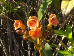 Rhytidophyllum bicolor