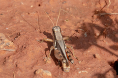 Melanoplus glaucipes