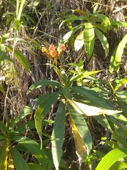 Rhytidophyllum bicolor