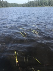 Sparganium fluctuans