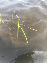 Sparganium fluctuans