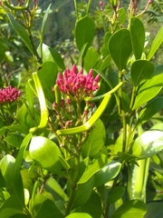 Pinochia corymbosa