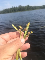 Sparganium fluctuans