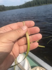 Sparganium fluctuans