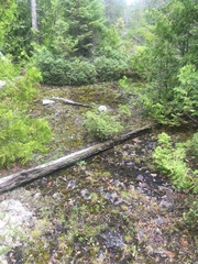 Bryoplaca sinapisperma