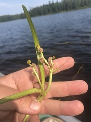 Sparganium fluctuans