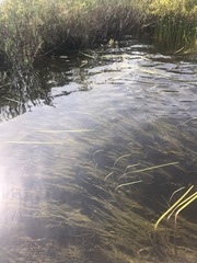 Sparganium fluctuans