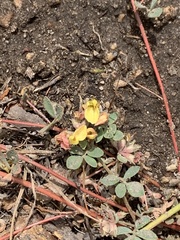 Acmispon decumbens davidsonii