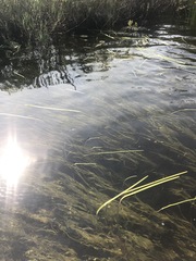 Sparganium fluctuans