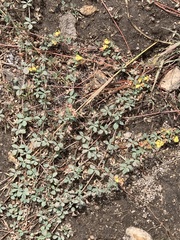 Acmispon decumbens davidsonii