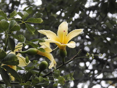 Ceiba chodatii