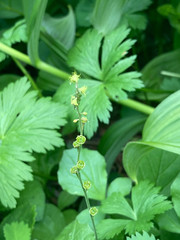 Pectiantia pentandra