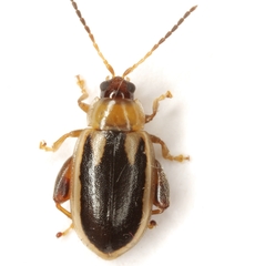 Capraita texana