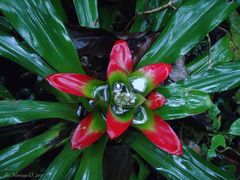 Nidularium innocentii