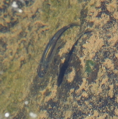 Pseudochondrostoma duriense