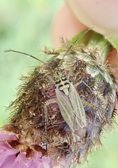 Oncotylus viridiflavus