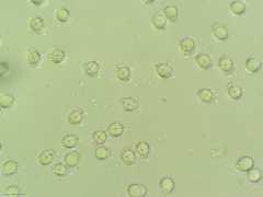 Clavulina amethystinoides