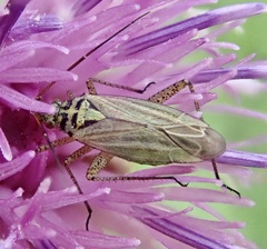 Oncotylus viridiflavus