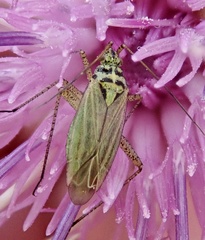 Oncotylus viridiflavus