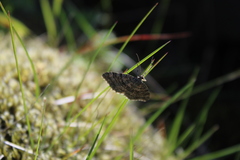 Entephria caesiata