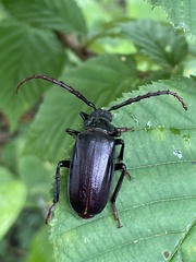 Prionus insularis