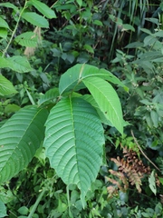 Camptotheca acuminata