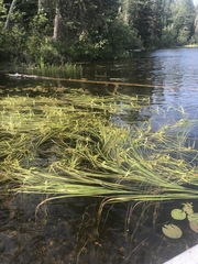 Sparganium fluctuans