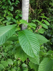 Camptotheca acuminata