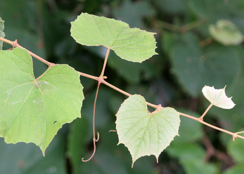 Vitis cinerea var. floridana