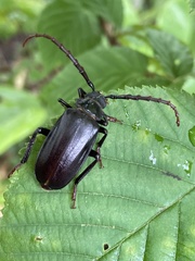 Prionus insularis