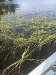 Sparganium fluctuans