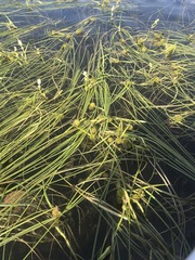 Sparganium fluctuans