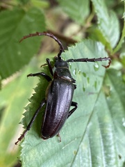 Prionus insularis
