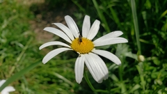 Leucanthemum maximum