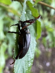 Prionus insularis