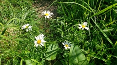 Leucanthemum maximum