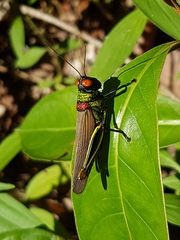 Coscineuta trochilus
