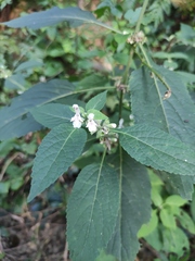 Paraphlomis intermedia