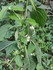 Paraphlomis intermedia