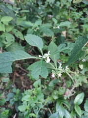 Paraphlomis intermedia